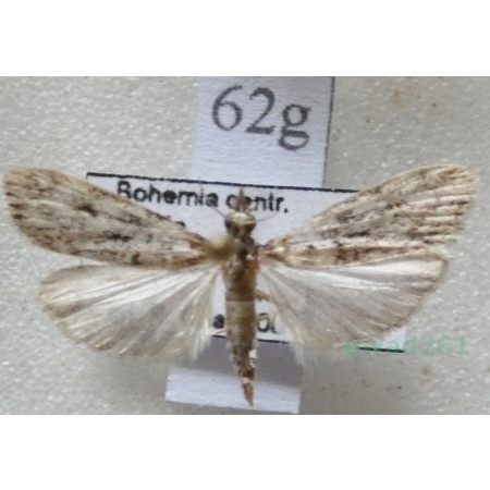 Eudonia truncicolella (Stainton, 1849) Mietliczka borowa Czech62g